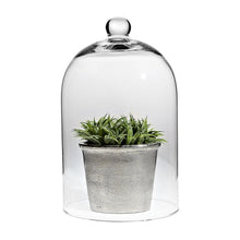 Load image into Gallery viewer, Potted plant under a glass dome on a white background