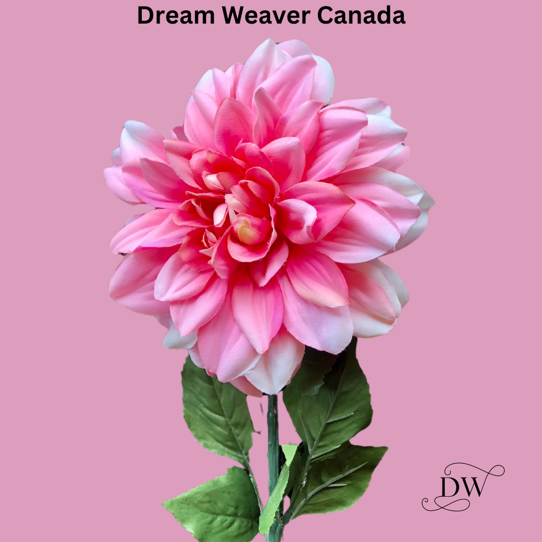 Dahlia | Dinner Plate Bright Pink