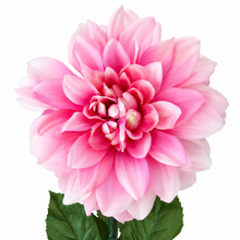 Charger l'image dans la galerie, A large pink dahlia flower with layered petals and green leaves on a white background.
