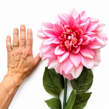 Charger l'image dans la galerie, A large pink and white dahlia flower with green leaves and stem, shown next to a person's hand on a plain white background.
