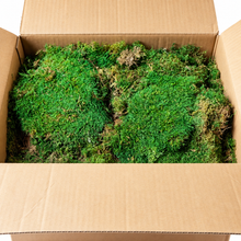 Load image into Gallery viewer, SuperMoss Preserved Sheet Moss – Fresh Green – Bulk Box
