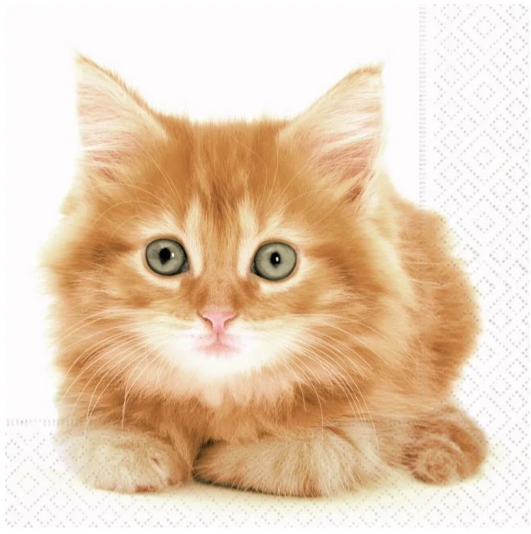 Ginger Kitten | Lunch Napkin