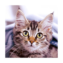 Load image into Gallery viewer, Tabby Kitten | Lunch Napkin
