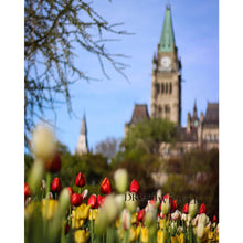 Charger l&#39;image dans la galerie, Peace Tower Tulips | Caleb Ficner Cards | Dream Weaver Canada
